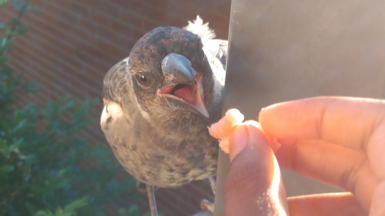 Australias common backyard birds up close