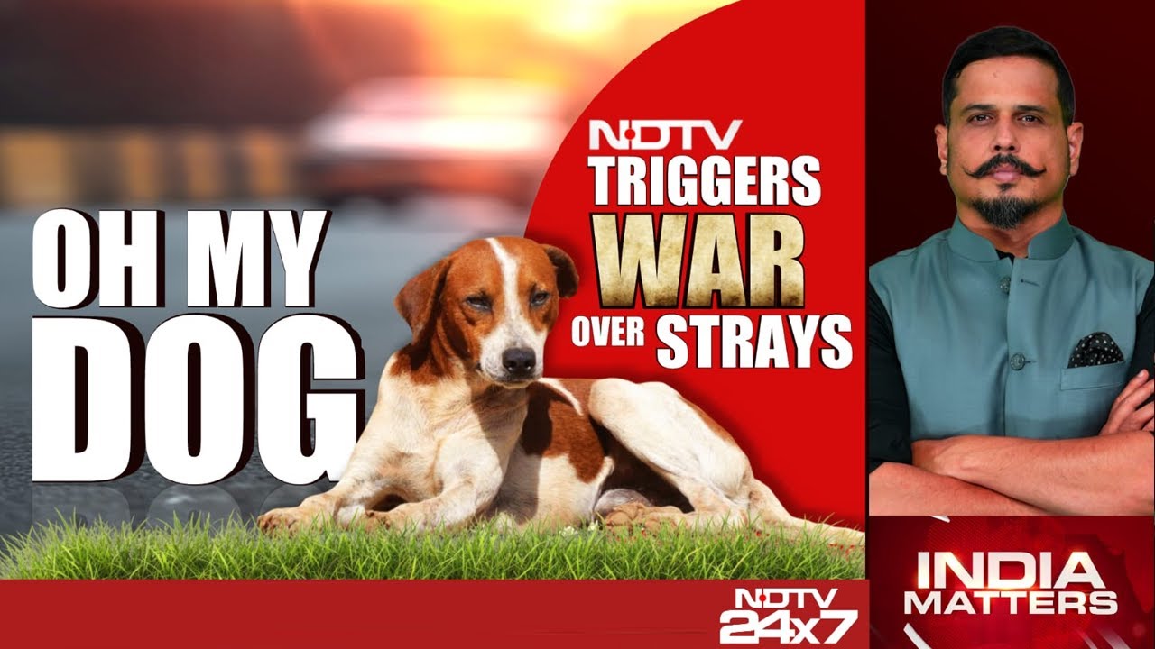 Stray Dog News | India's Stray Policy Gone To Dogs? Let's Not Stray From The Solution