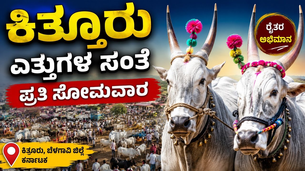 Kittur Oxenmarket 🟣01/12/2025||On every Monday #bullsmarket #cattlesmarket #khilaribailjodi #trend 