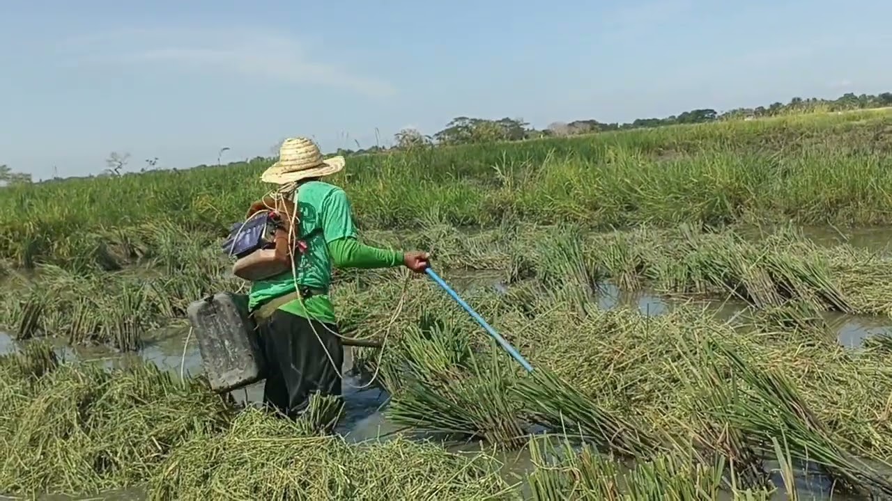 Ep24 Electric fishing Catch and Cook #buhaybukid #buhaymangingisda 🐟🐟