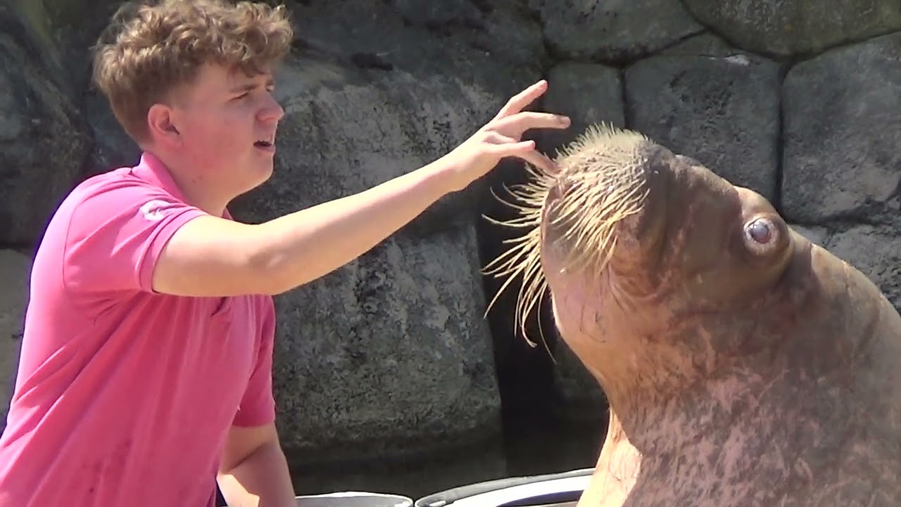 Walrus presentation show @ Dolfinarium Harderwijk (Snorrrrrenshow)