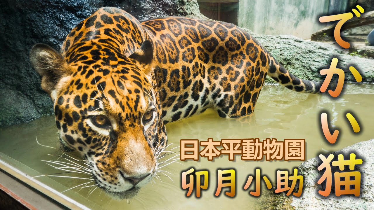 【日本平動物園】ジャガーの水遊び／Jaguar disporting in the water