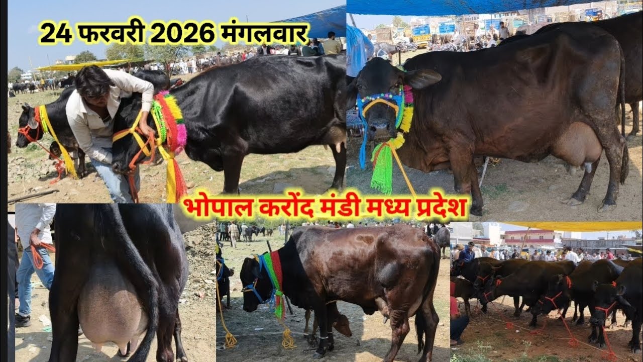 भानपुर पशु मेला 14 से 20 लीटर तक की गाय 🐂🐃 ।। गिर ,जर्सी, साहिवाल H.F gay 24 फरवरी 2026 मंगलवार