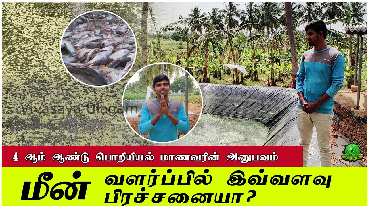 4 ஆம் ஆண்டு பொறியியல் படிக்கும் மாணவரின் மீன் வளர்ப்பு அனுபவங்கள் ??