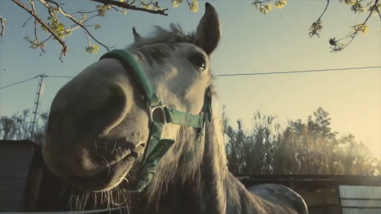 S.E.A.R.C.H. - Spanish Equine Association for the Rescue Care and Homing