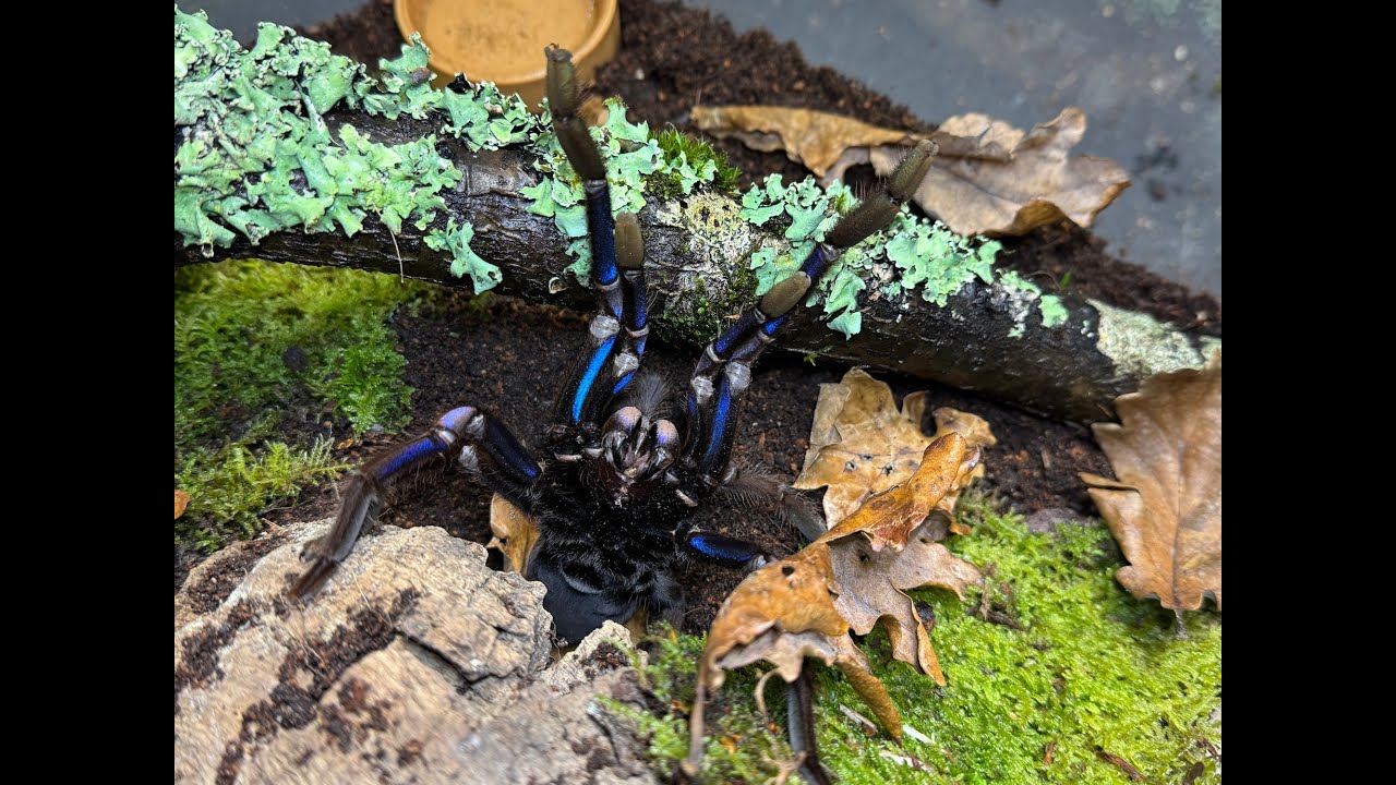 Chilobrachys natanicharum, Electric blue Tarantula   rehouse and care