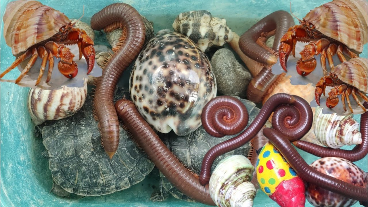 Menemukan Bekicot Pelangi, Kerang Laut,Kerang, Kelomang,kaki Seribu, Penyu,Luwing, Lipan,Katak#me432