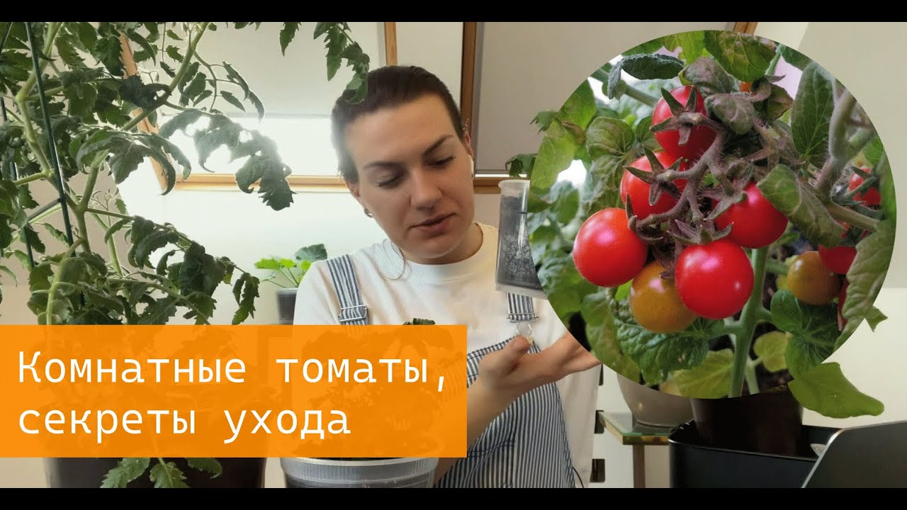 Комнатные томаты, выращивание в горшке секреты ухода