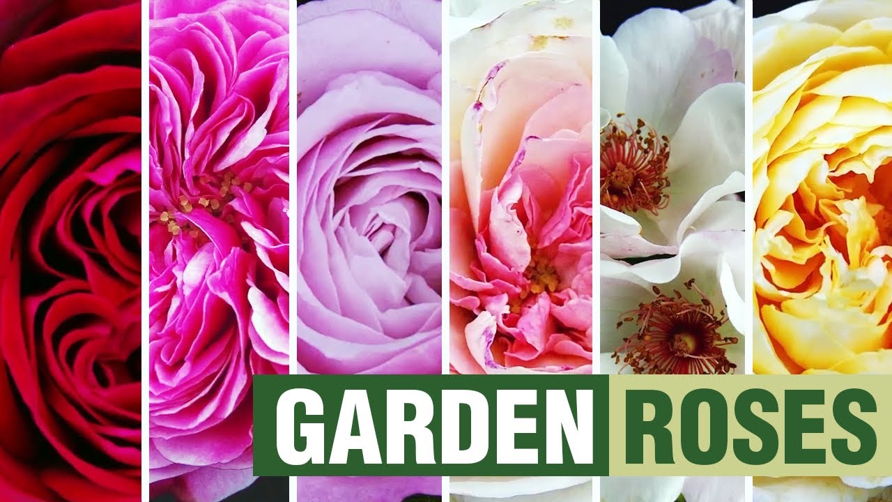 Garden Roses in Bloom (Timelapse)