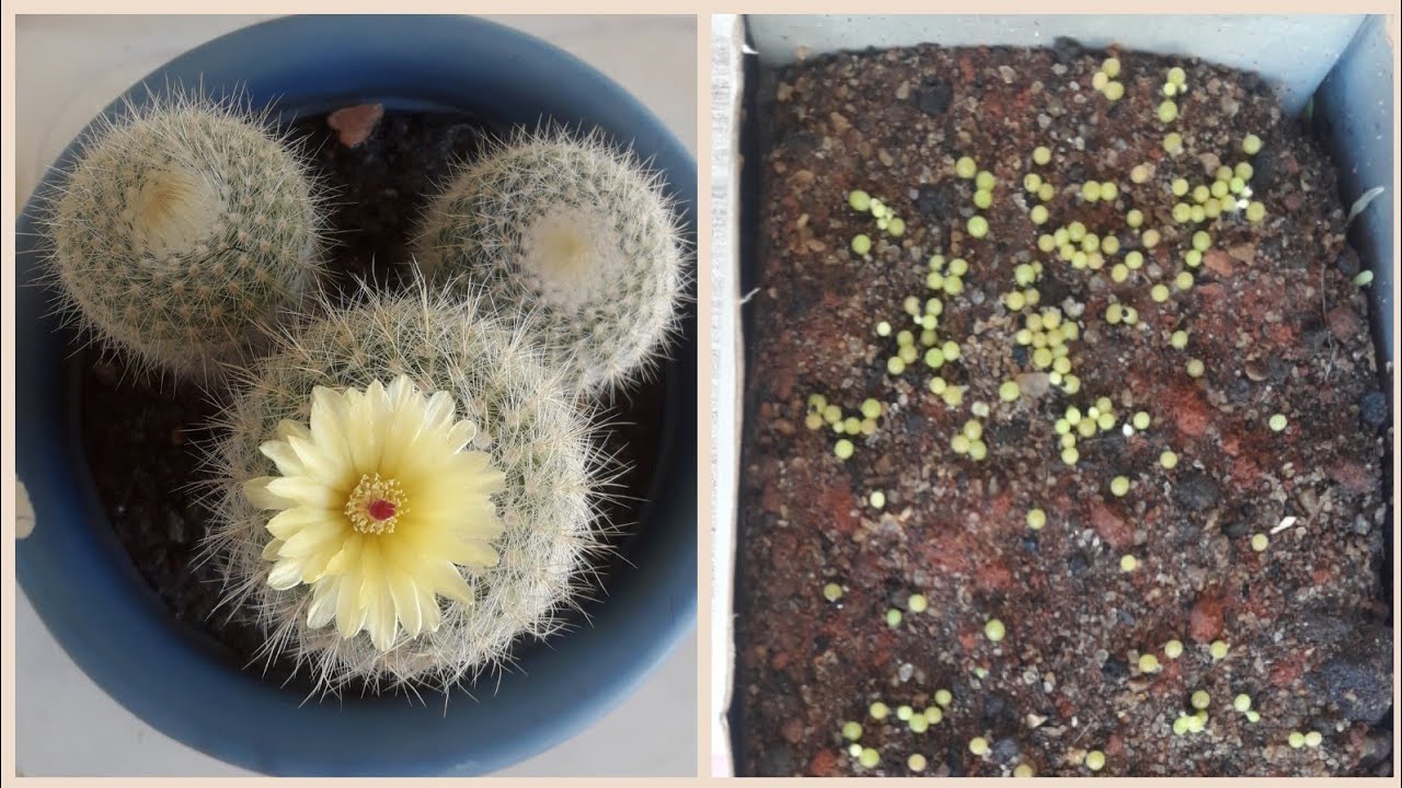 Notocactus/ Germina&ccedil;&atilde;o das sementes em 1 semana!