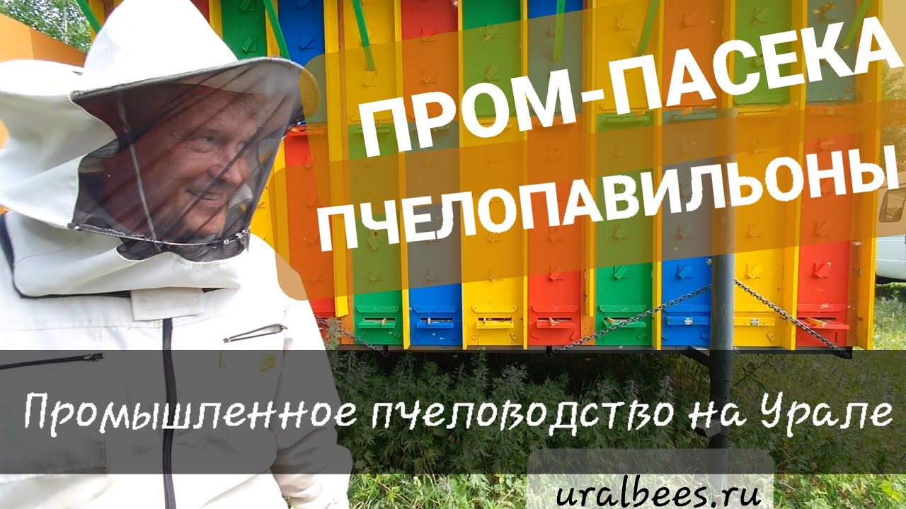 🔥 Павильонное пчеловодство на Урале - Слёт Уральских пчеловодов Промышленная пасека