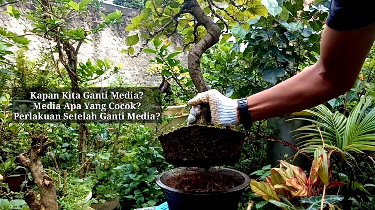 TIPS ‼️ CARA MENGGANTI MEDIA TANAM BONSAI