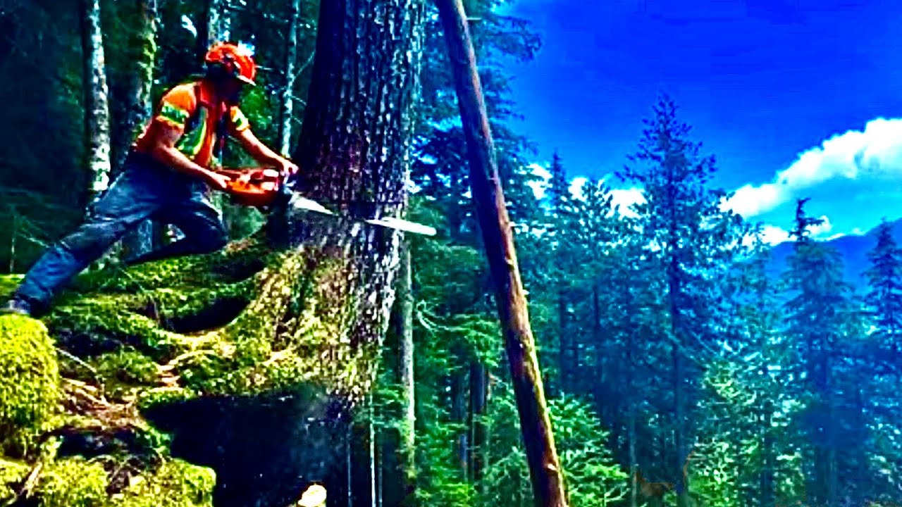Timber Faller | Working on a small/ satellite cut block | (NEW) FULL VIDEO