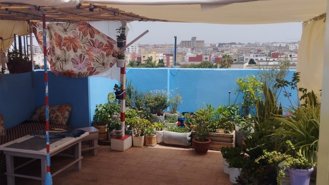 عودتي بعد غياب طويل! جولة في حديقة السطح وتطور النباتات