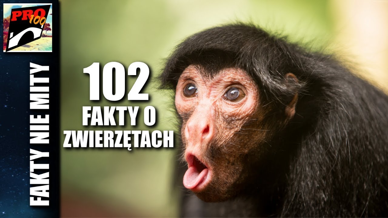 ZWIERZĘTA - 102 SZOKUJĄCE FAKTY