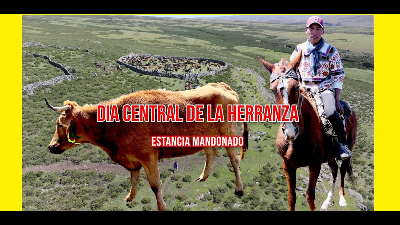 HERRANZA DE VACAS DIA CENTRAL // LARCAY SUCRE AYACUCHO // HUAMANI-ASTOQUILCA-ACU&Ntilde;A // EN MANDONADO