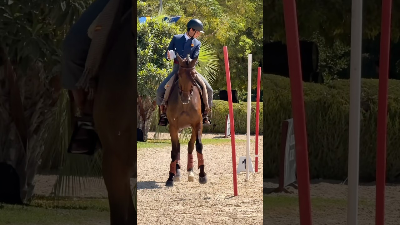 Young Rider Champion 🥇 Airoso & Ant&oacute;nio 🇪🇸#workingequitation #caballos #caballero #youngrider
