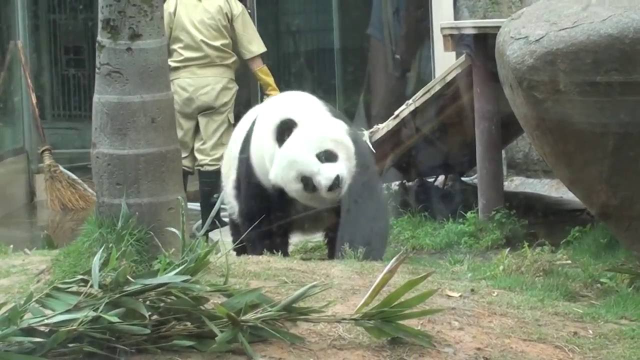Queen panda Basi -3p