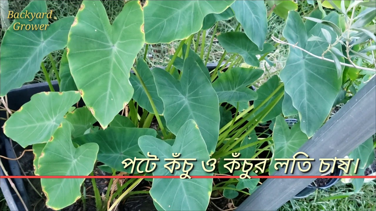 || পটে কঁচুর লতির  ফলন ||