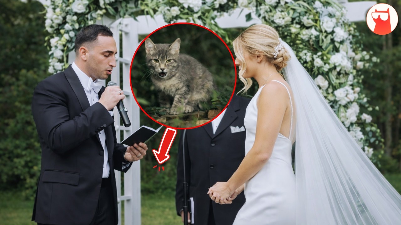 This Stray Cat Chose A Wedding Day To Find Her Family