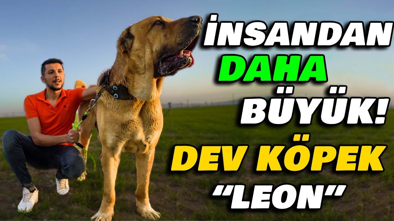 PHOTOSHOP ZANNEDECEKSİNİZ! Ziya Ünal ve Dev Köpeği 
