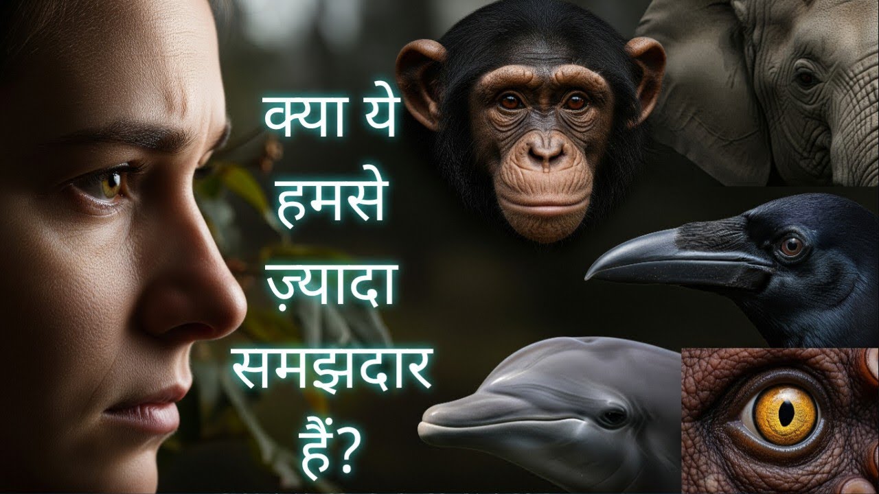 Nature Ke Sabse Intelligent Animals |chimpanzee | Elephant | Dolphin | Crow |Octopus | Documentary