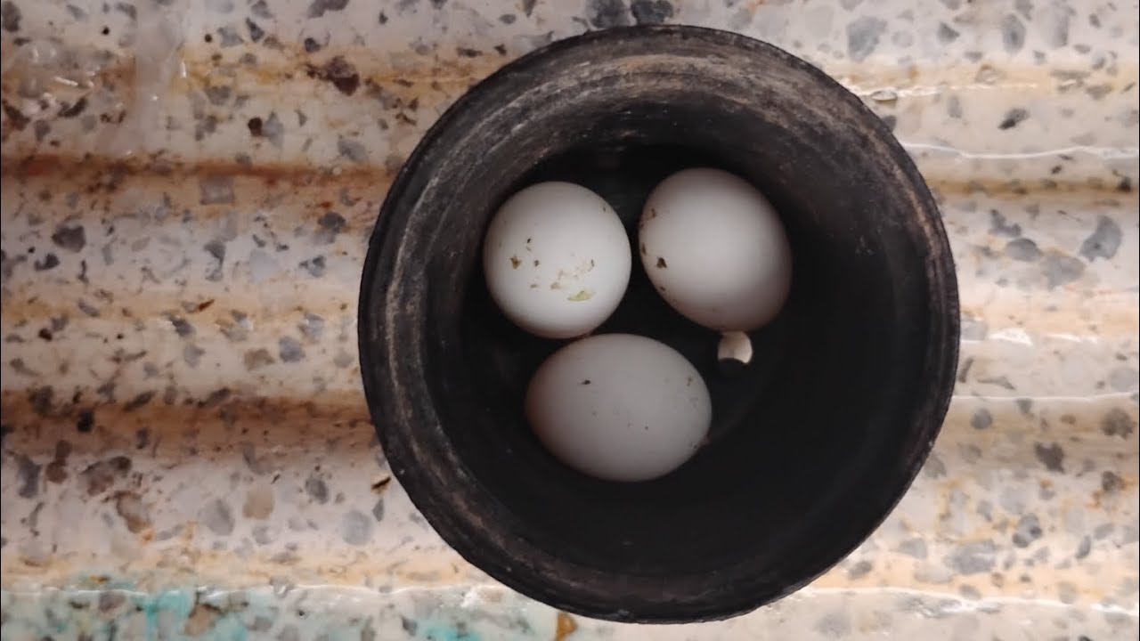 Quitándoles los huevos y separándolos (🫢)