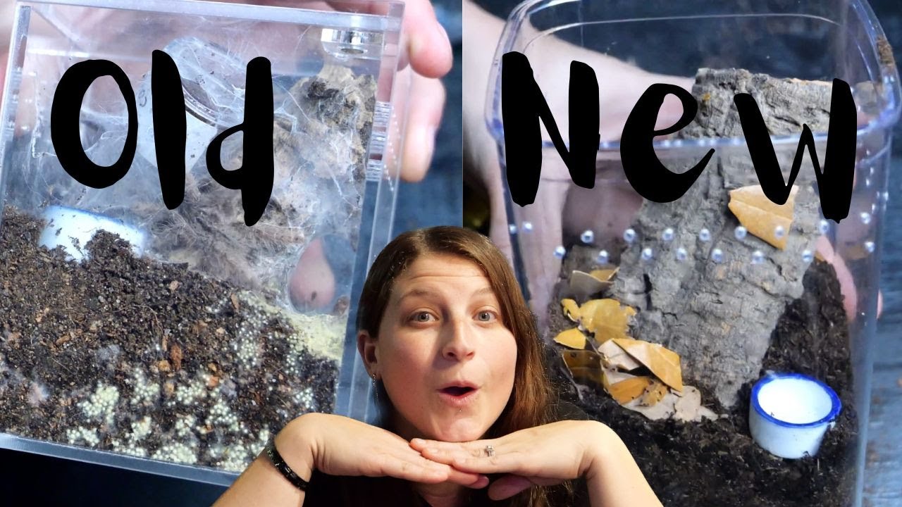 Rehousing my Feather Leg Baboon Tarantula with mold 🙀