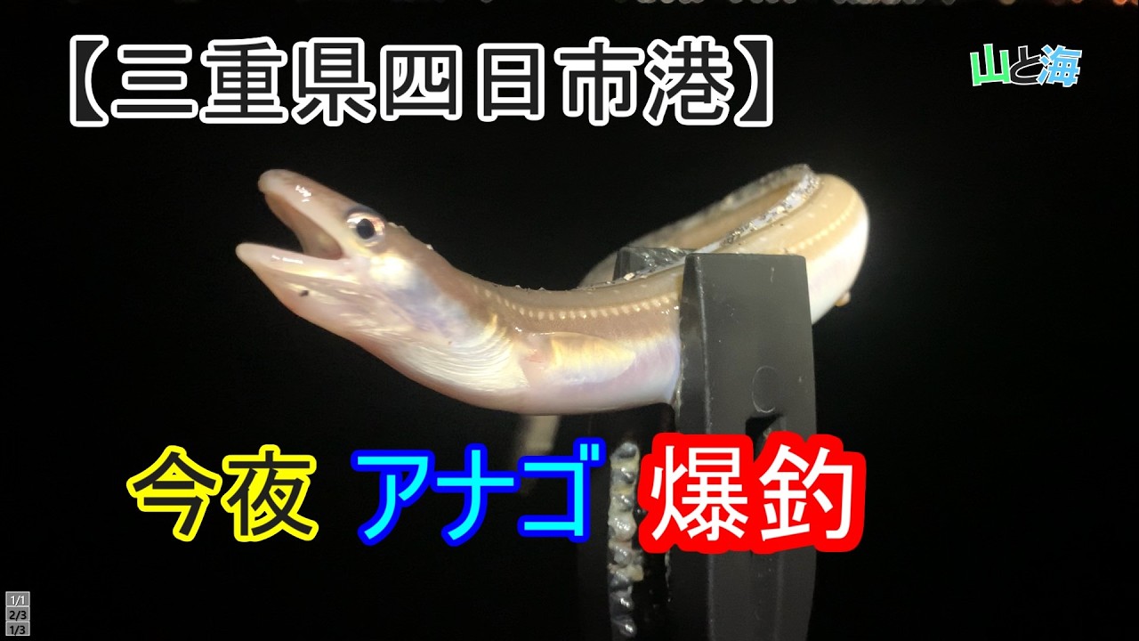 【三重県四日市港】【アナゴ釣り】夕マズメは、堤防アナゴ釣りが熱い！　3月中旬釣行