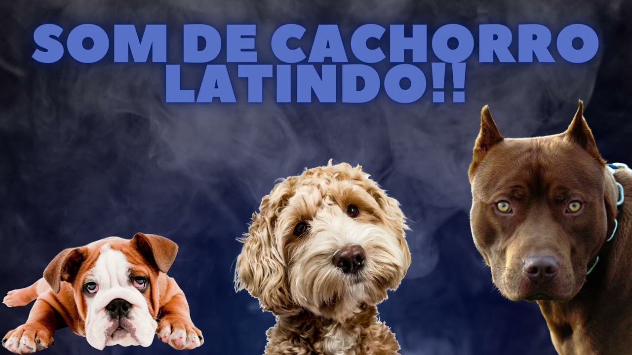 SOM DE ANIMAIS &ndash; SOM DE CACHORRO LATINDO - SOM DE CACHORRO - AUDIO DE CACHORRO - CACHORRO