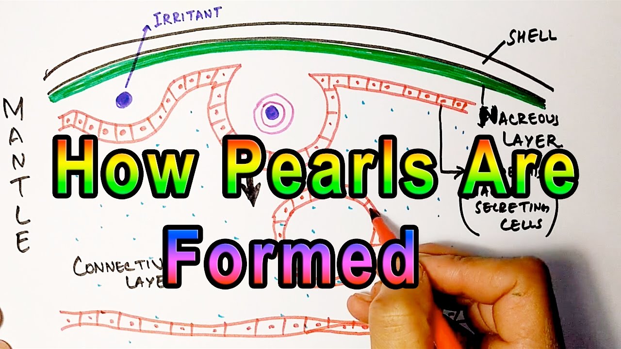 Mechanism of Pearl Formation | Detailed