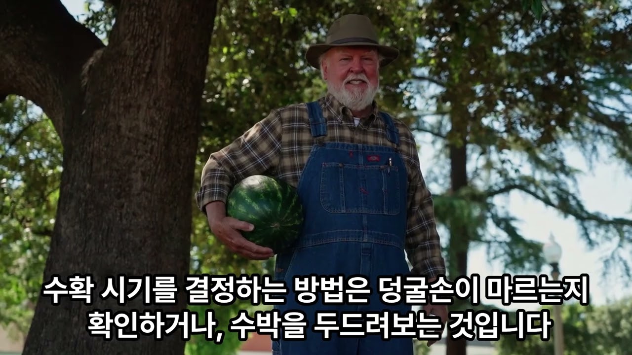 애플수박 재배 방법