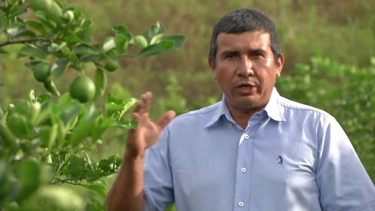 Agricultura al Día - Limón Tahití de tipo exportación, Santander