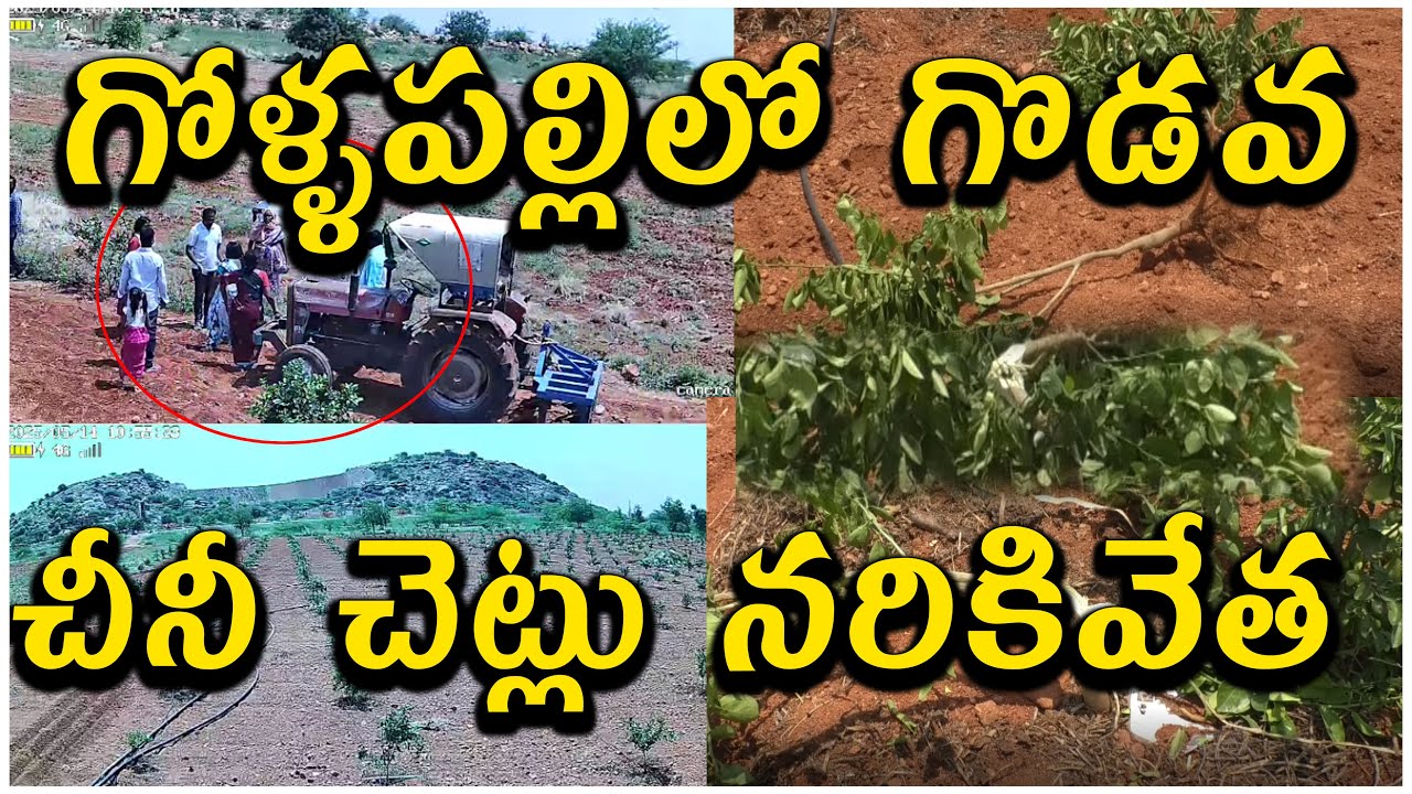 గోళ్పపల్లిలో గొడవ చీనీ చెట్లు నరికివేత|RAPTHADU|@ap39tv