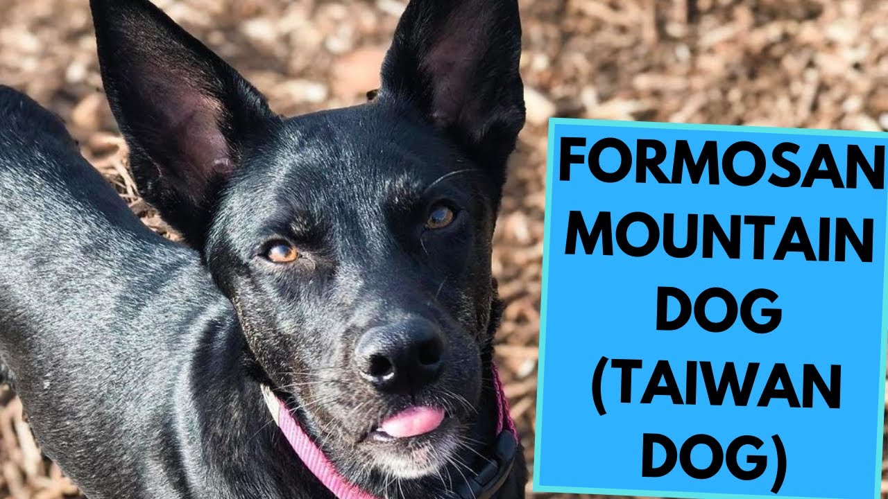 Formosan Mountain Dog  - Taiwan Dog - TOP 10 Interesting Facts