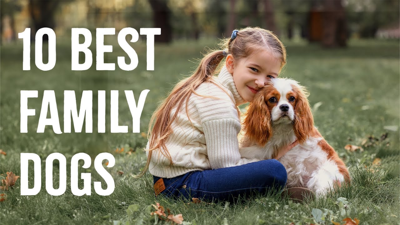 TOP 10 Best Dog Breeds for Families With Kids