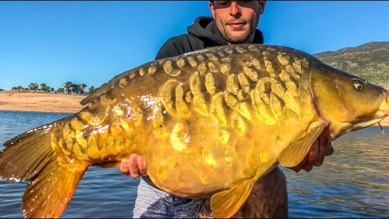 Paradise for carpers - Welcome to another World