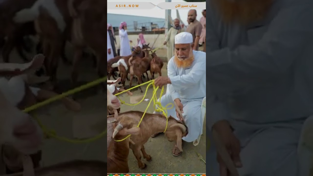 تقرير سناب عسير الان لسوق المواشي بمحايل عسير ٣-١٢-١٤٤٣هـ