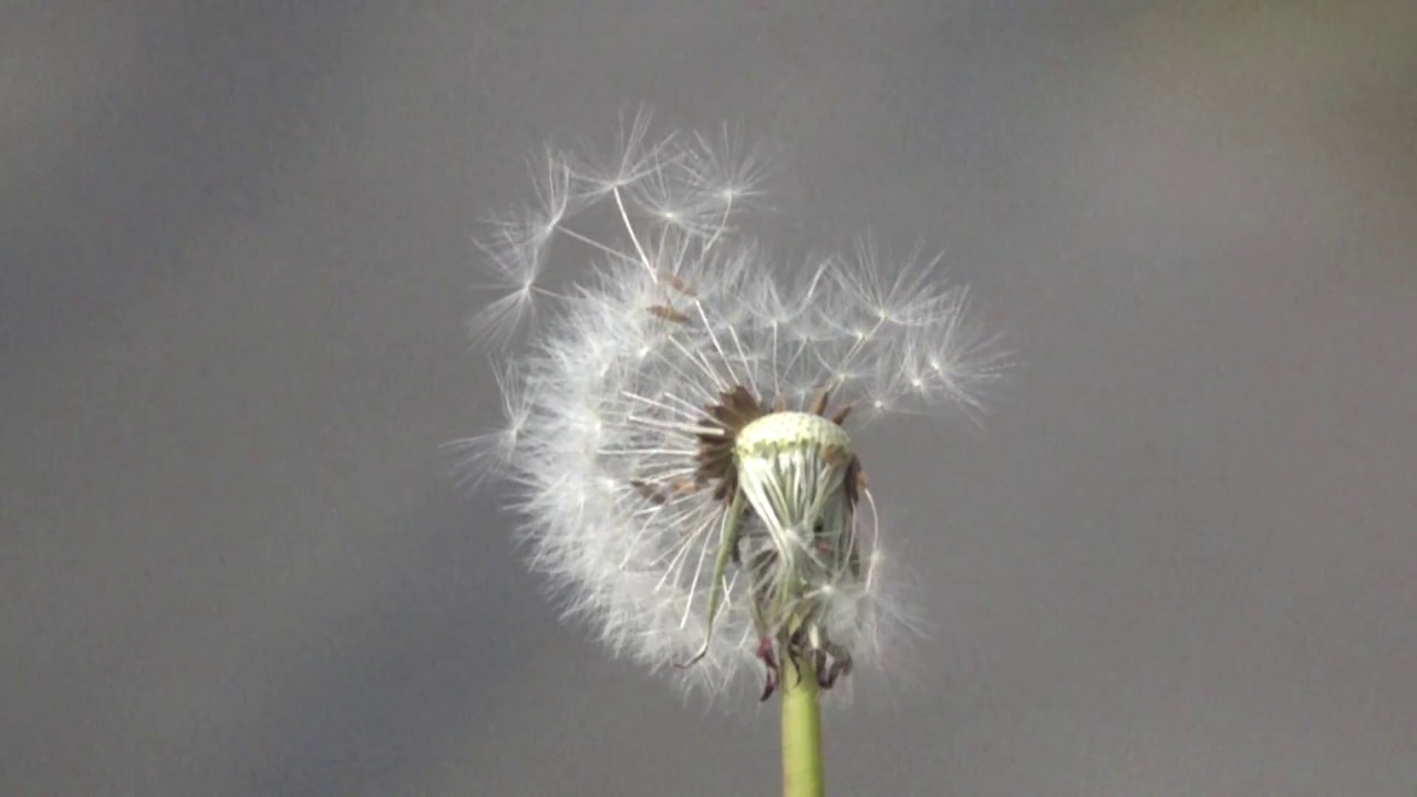 Paardenbloemen