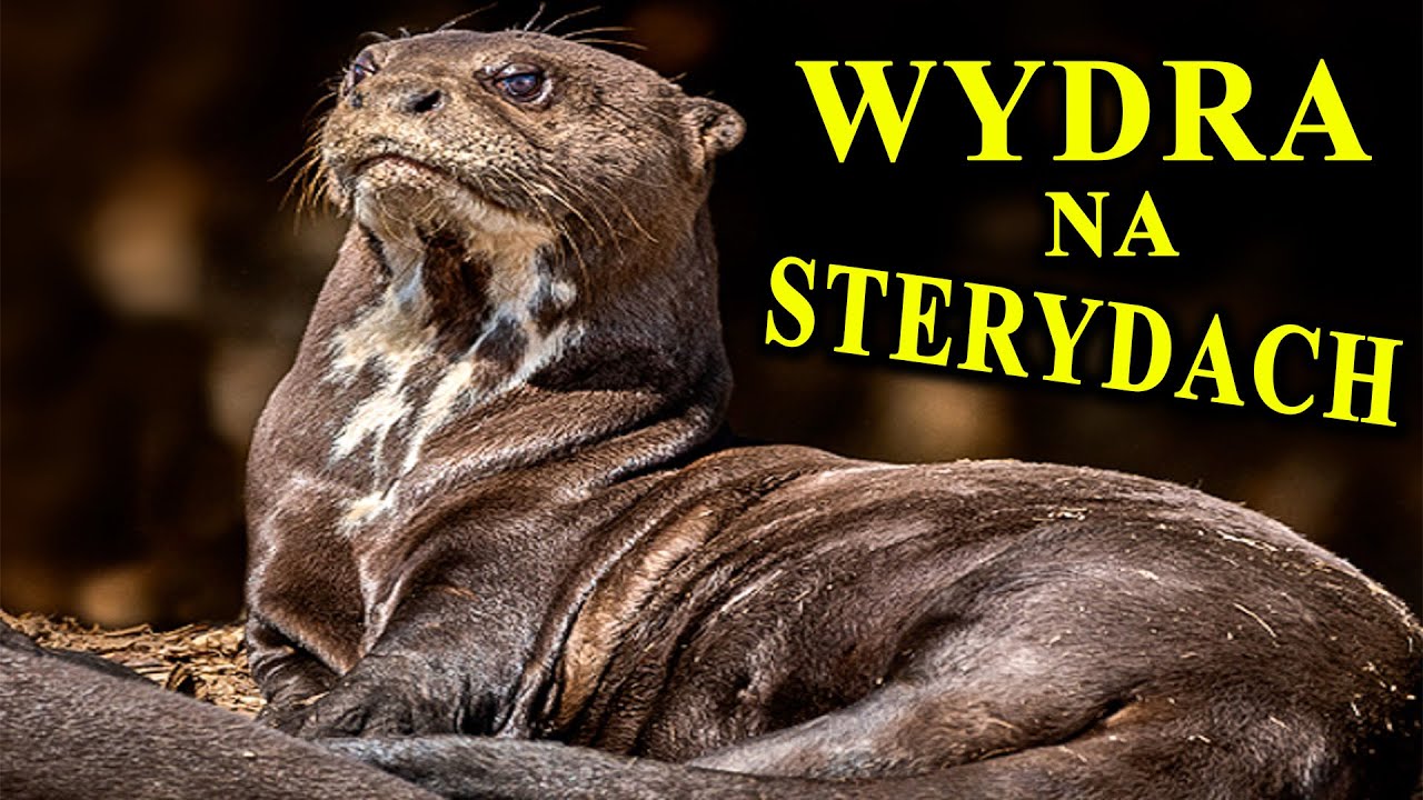 Największa Wydra Świata - ARIRANIA - Czy Może Zabić Człowieka?