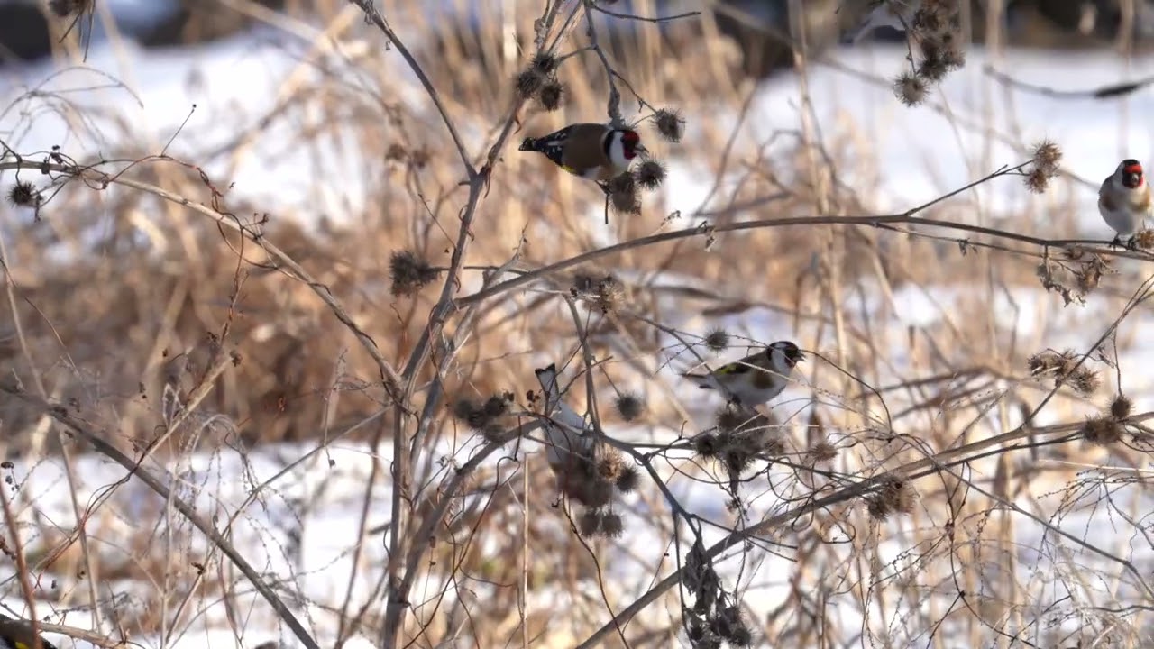 European Goldfinch