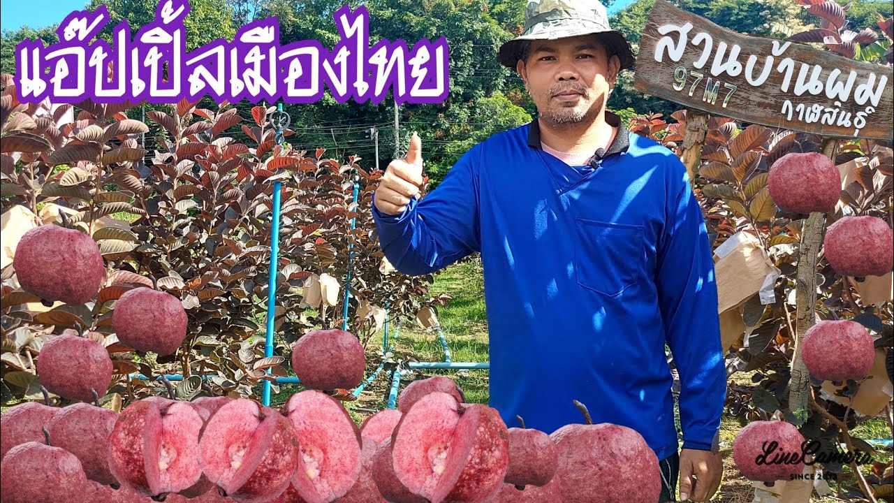 แอ็ปเปิ้ลเมืองไทย||ต้นเดียวต่อยอดธุรกิจ||สร้างรายได้หลายหมื่น#เกษตรอินทรีย์