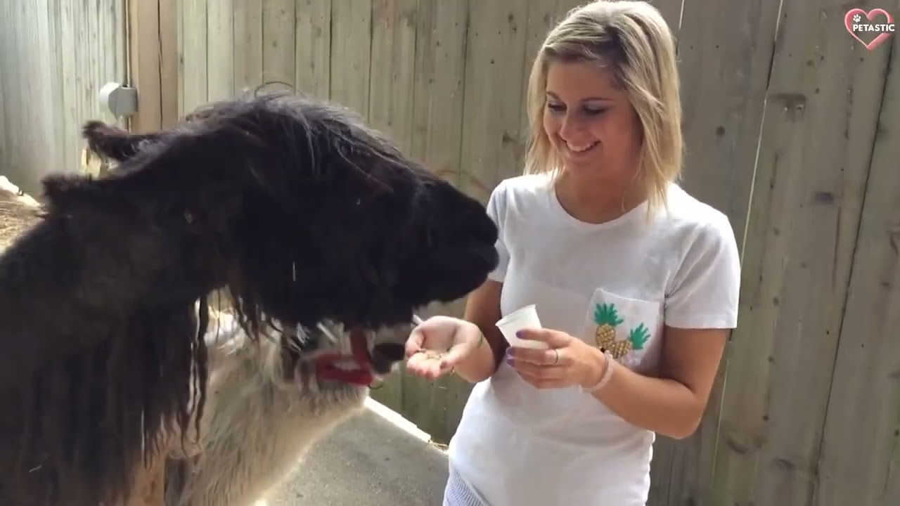 Funny Llama Moments - llama spitting - Try Not To Laugh || PETASTIC 🐾