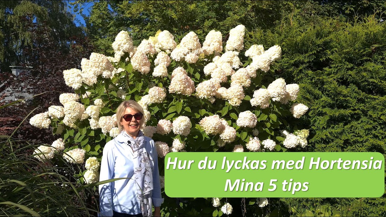 Hur du lyckas med din Hortensia. Mina 5 tips. Trädgårdens smycke, Hydrangea paniculata grandiflora.