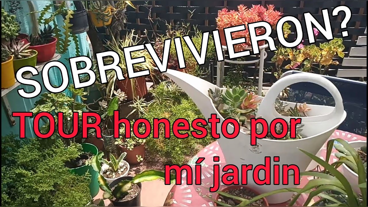 Resistiendo al verano: Así van mis plantas hoy 🍹🌻Recorrido de daños y soluciones ☀️⚠️