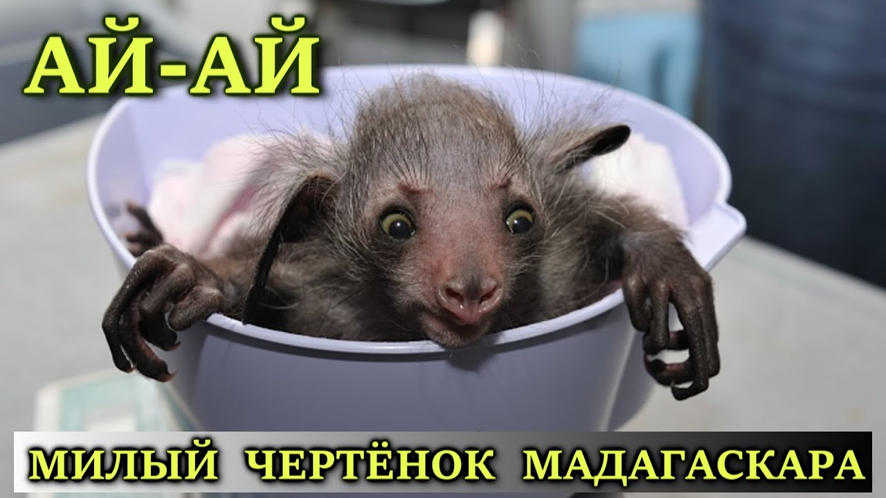 Руконожка Ай-ай: необычное животное Мадагаскара