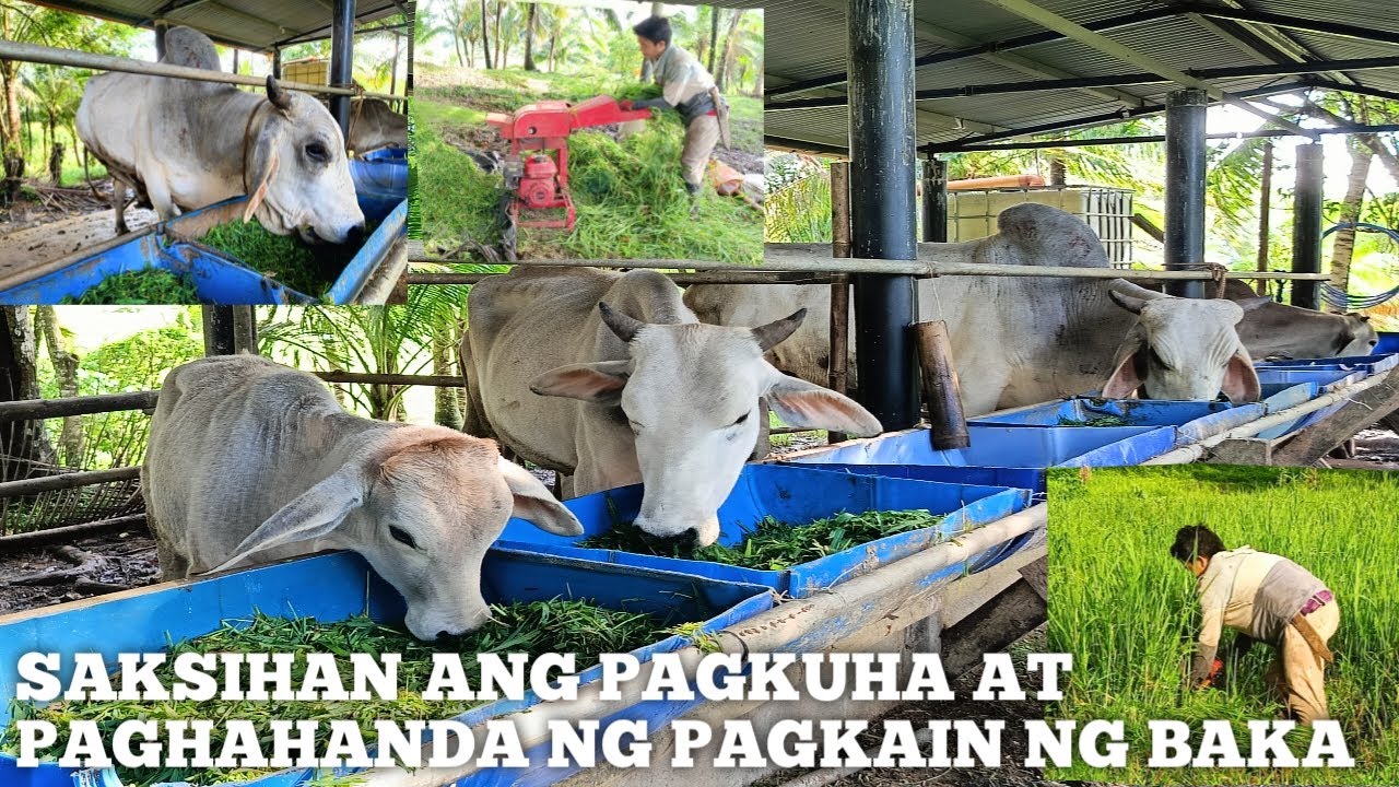 Cattle Breeding Visit sa Tayabas Quezon