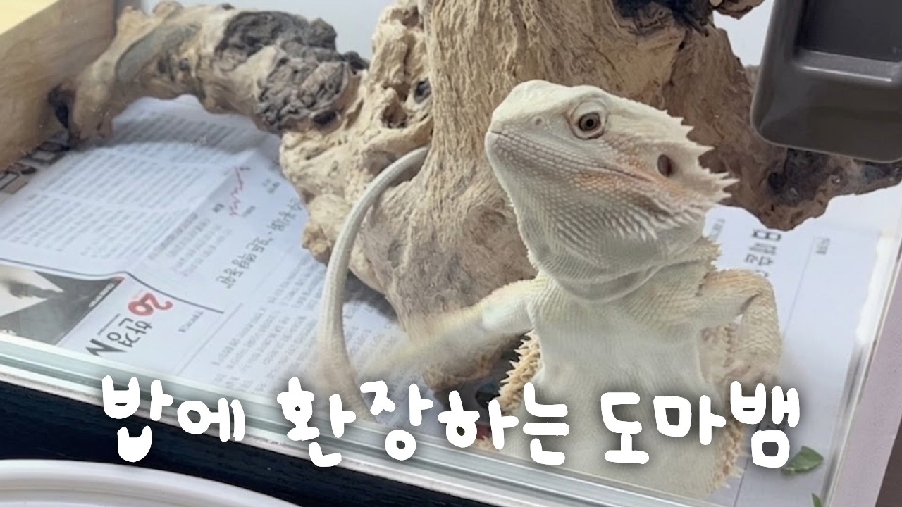 밥만 보면 난리나는 도마뱀ㅣ도마뱀 VLOG