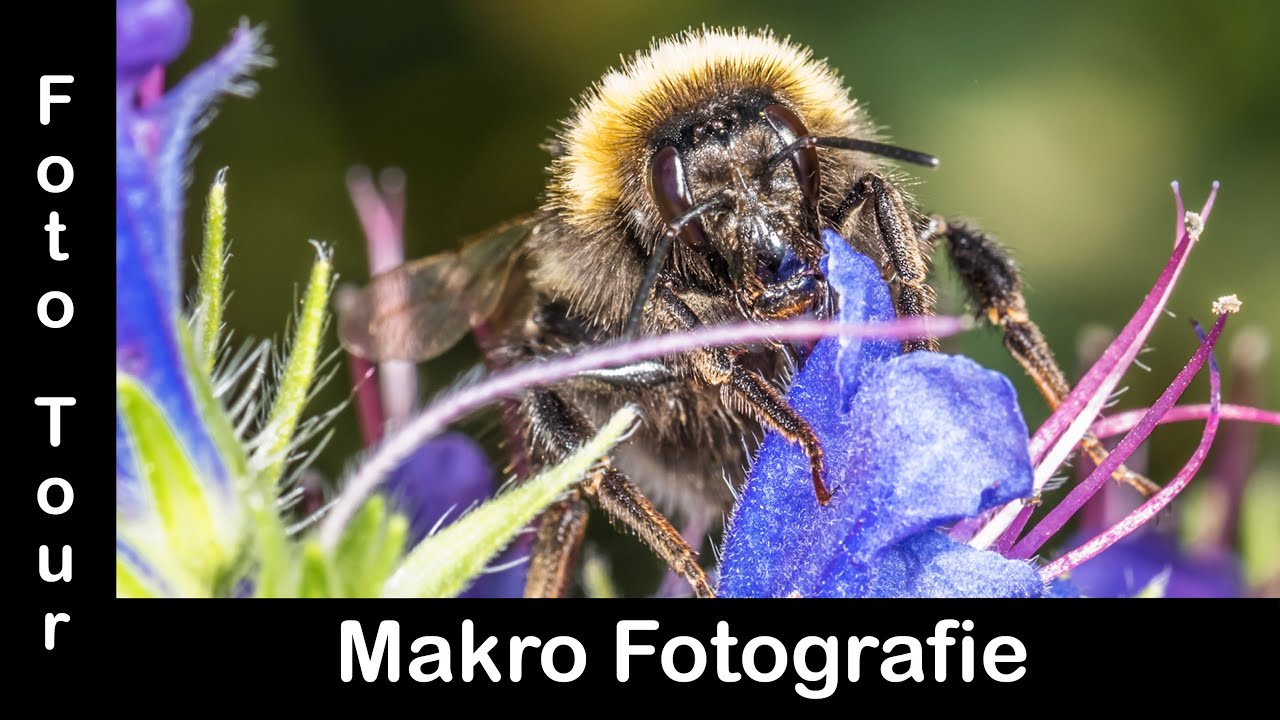 Makro-Fotografie mit neuem Makro Blitz auf den Winzer Höhen in Regensburg, Bayern