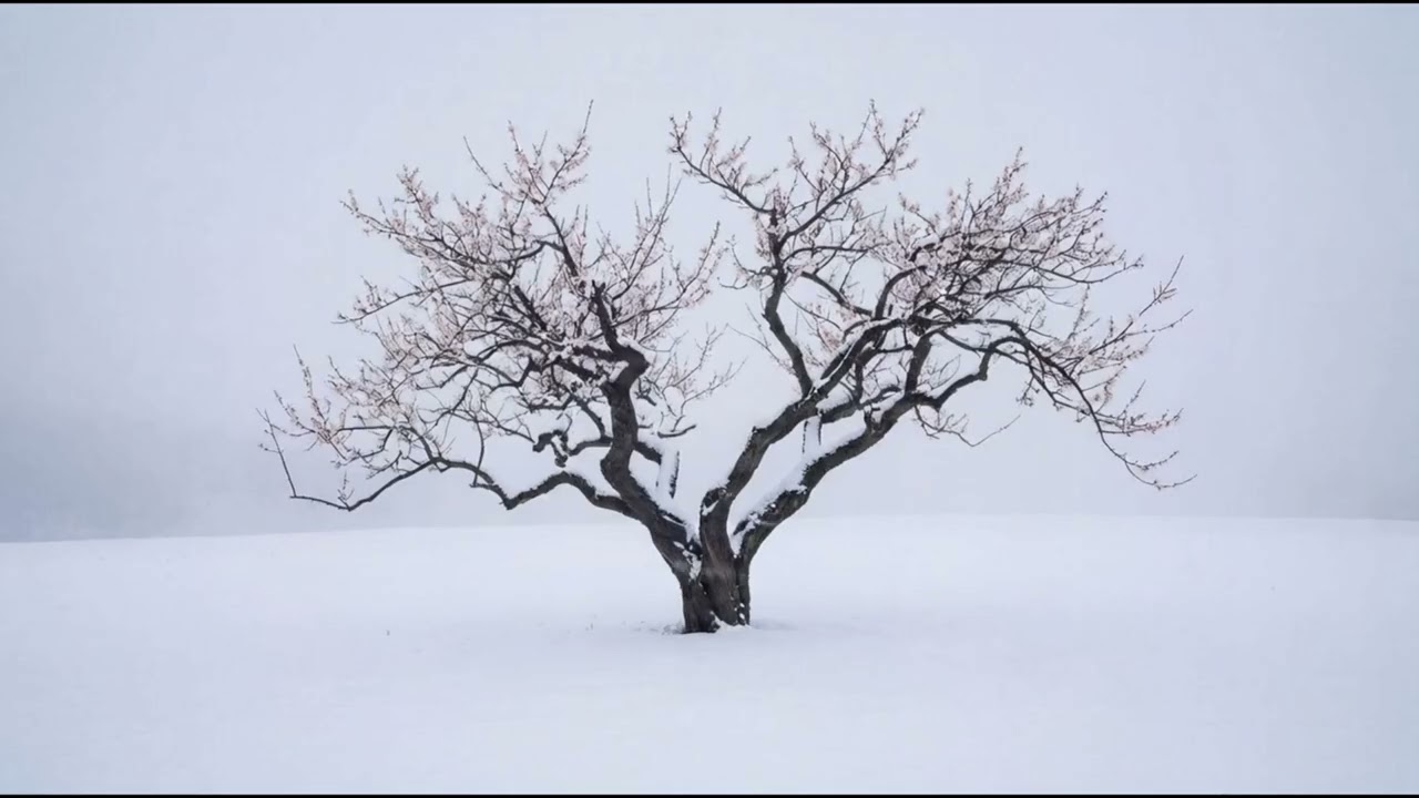 Solitude in the Chinese Winter | Chinese Instrumental Music